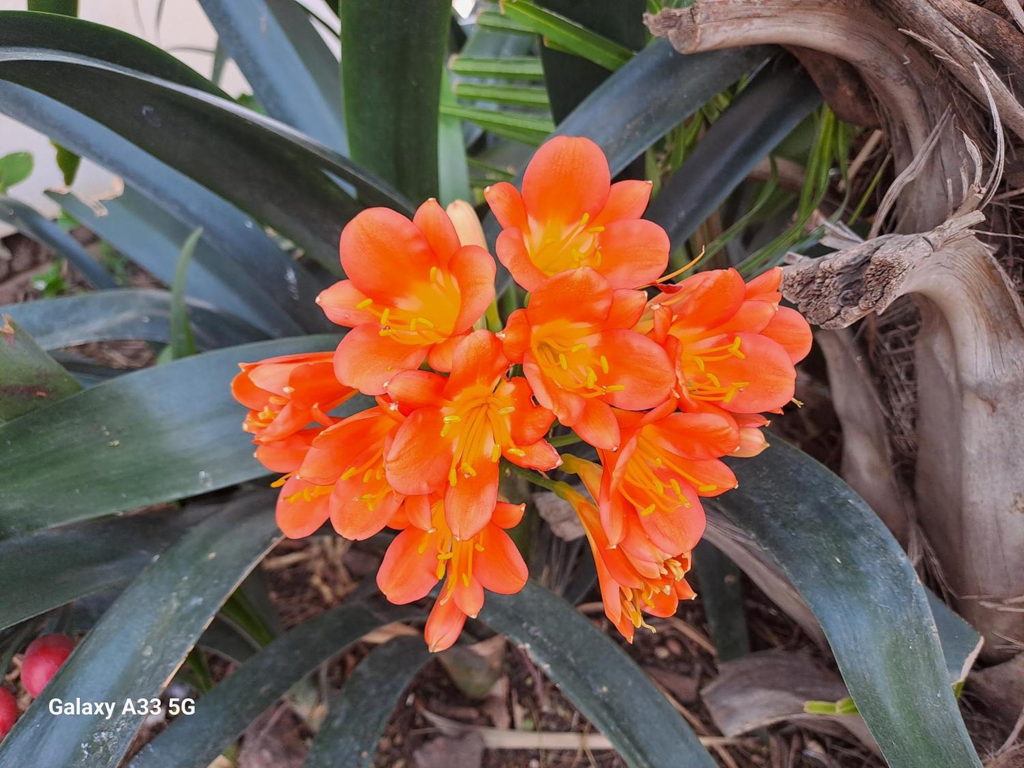Lutzville The Golden Grape B&B المظهر الخارجي الصورة